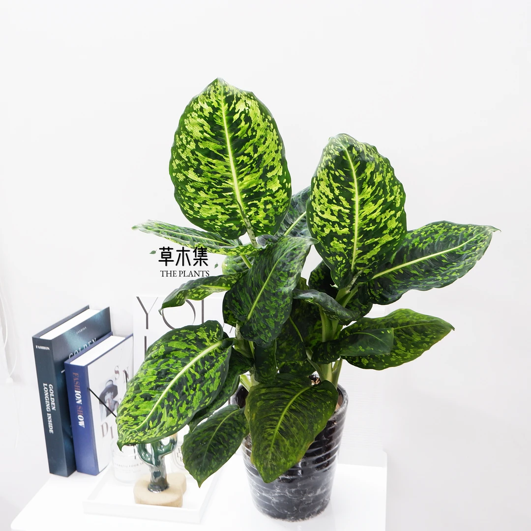 荧光帝王万年青Dieffenbachia Refle室内耐荫观叶植物盆栽