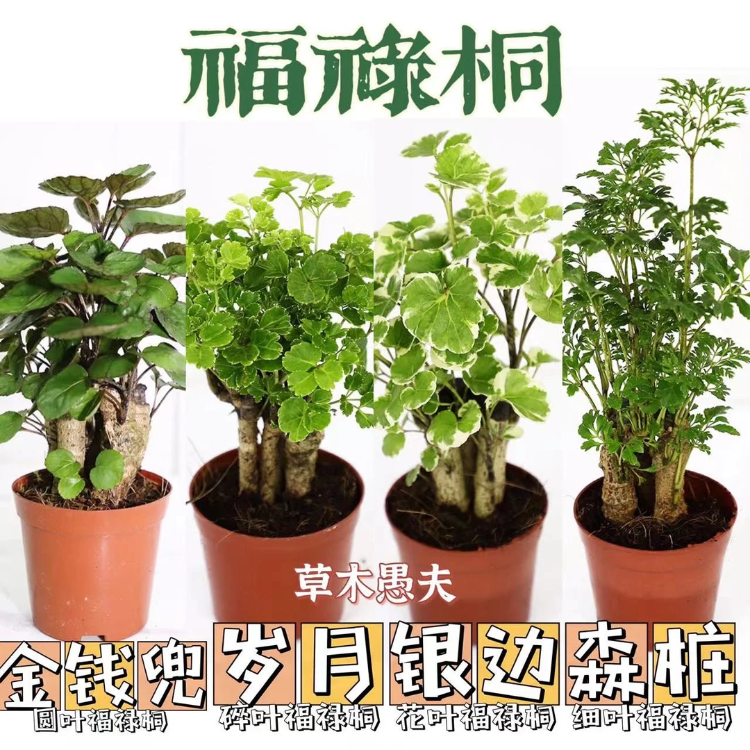 细叶花叶圆叶福禄桐羽叶森桩盆景微景观水陆缸苗耐阴植物金钱兜