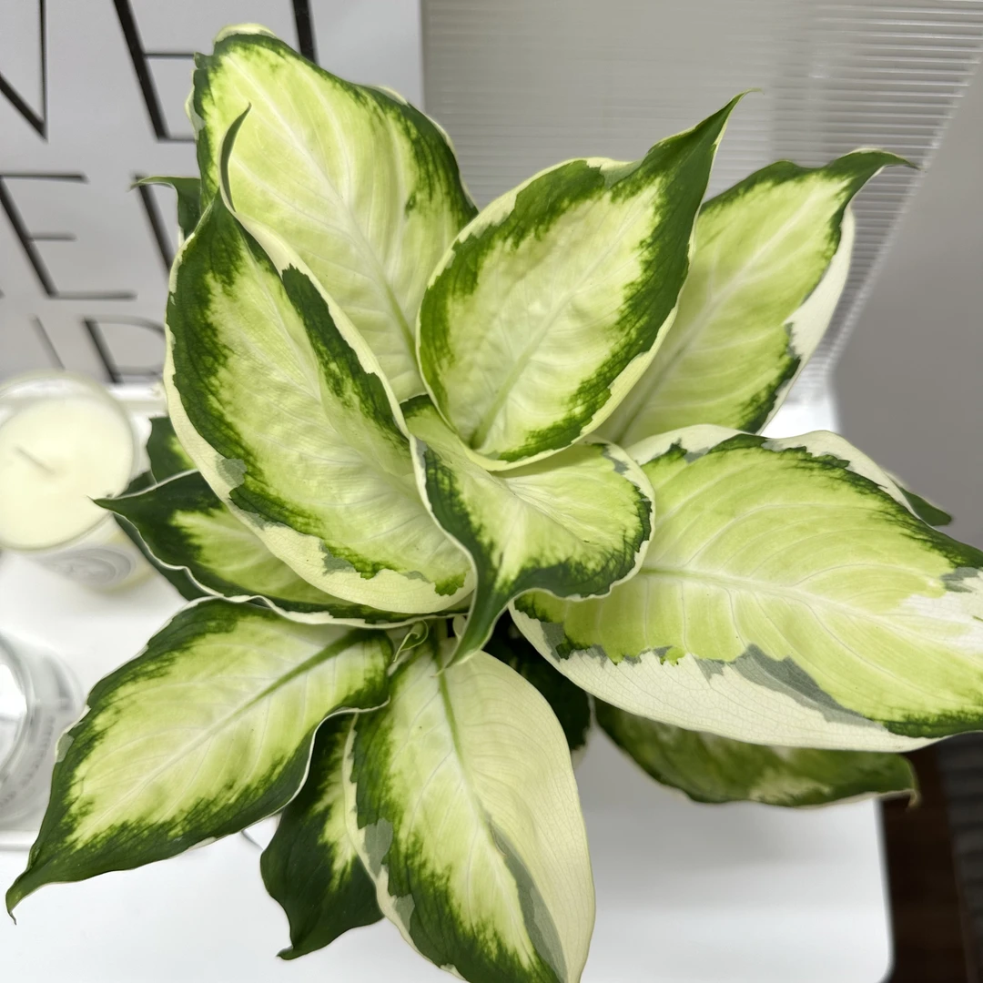 白月光万年青锦化植物白色可水培