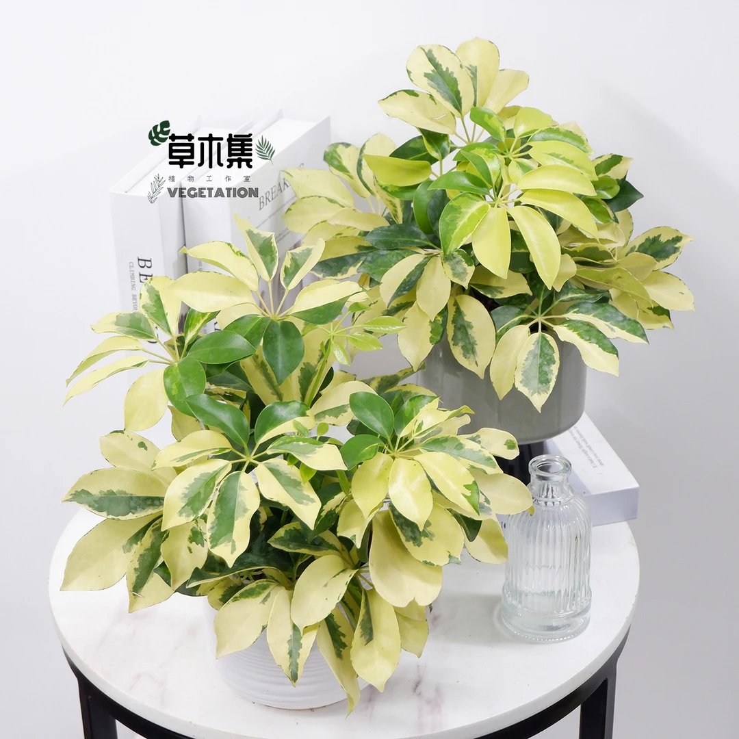 花叶鸭脚木鹅掌柴八方来财油画北欧风绿植稀有品种ins网红观叶