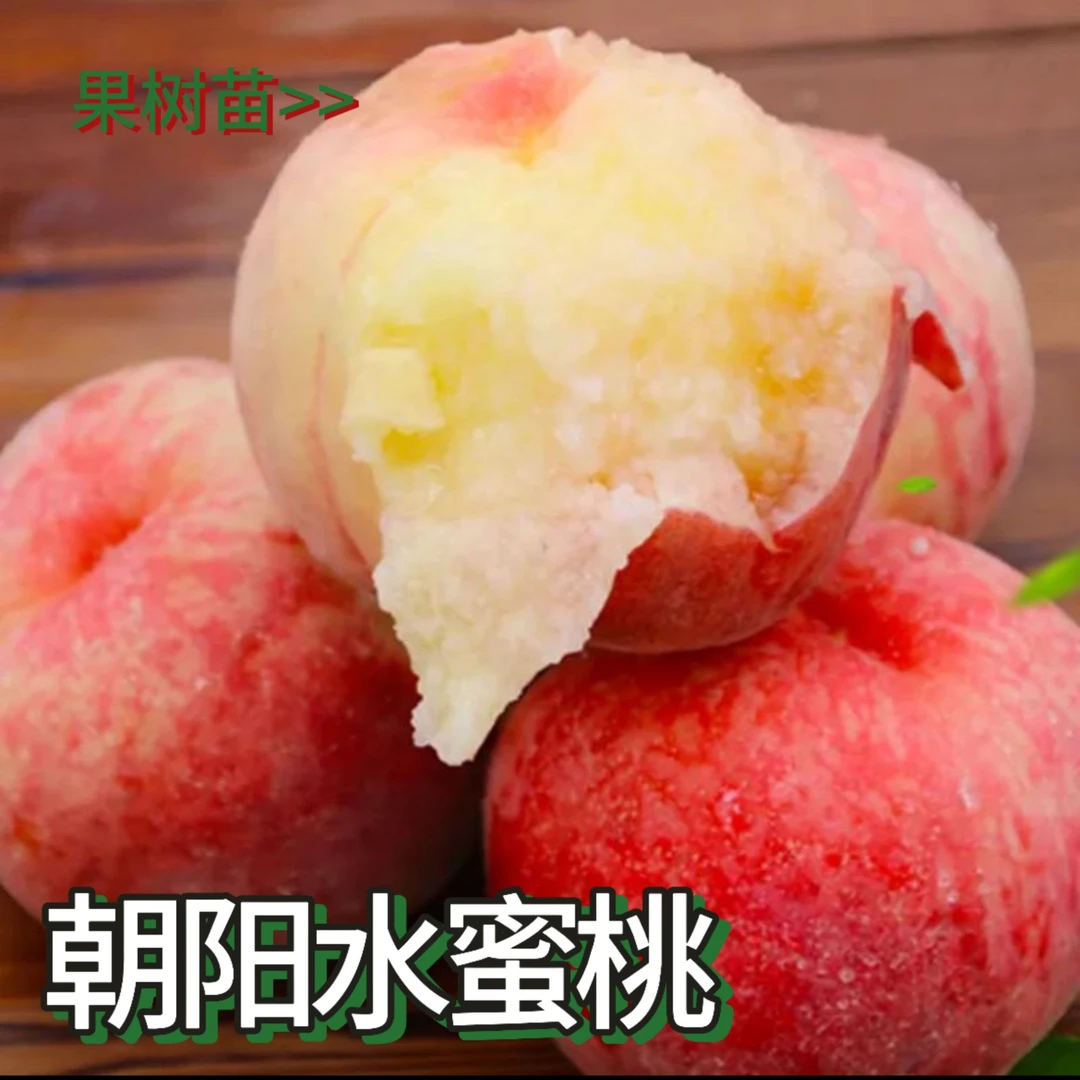 11月份发货 6月中旬朝阳水蜜桃苗浓香口感含糖量14-17果个300克
