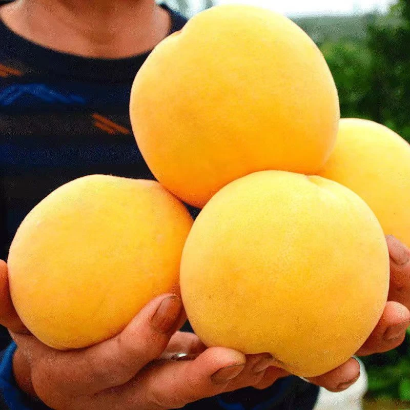 黄桃新鲜山东蒙阴黄金毛桃现摘现发当季孕妇5斤直发大整箱
