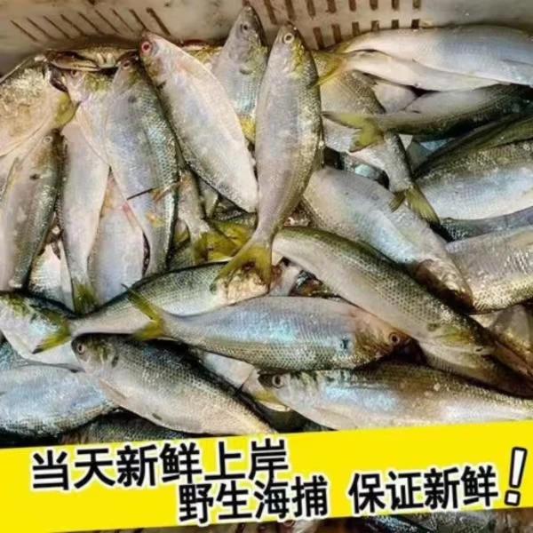 野生鲥鱼海鲫鱼大迟鱼赤眼鱼鲜活冷冻海产品海鲜批发