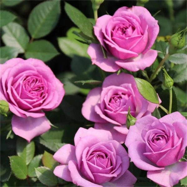 顺丰包邮！熏依草门廊树桩月季玫瑰大花浓香四季开花阳台庭院楼顶