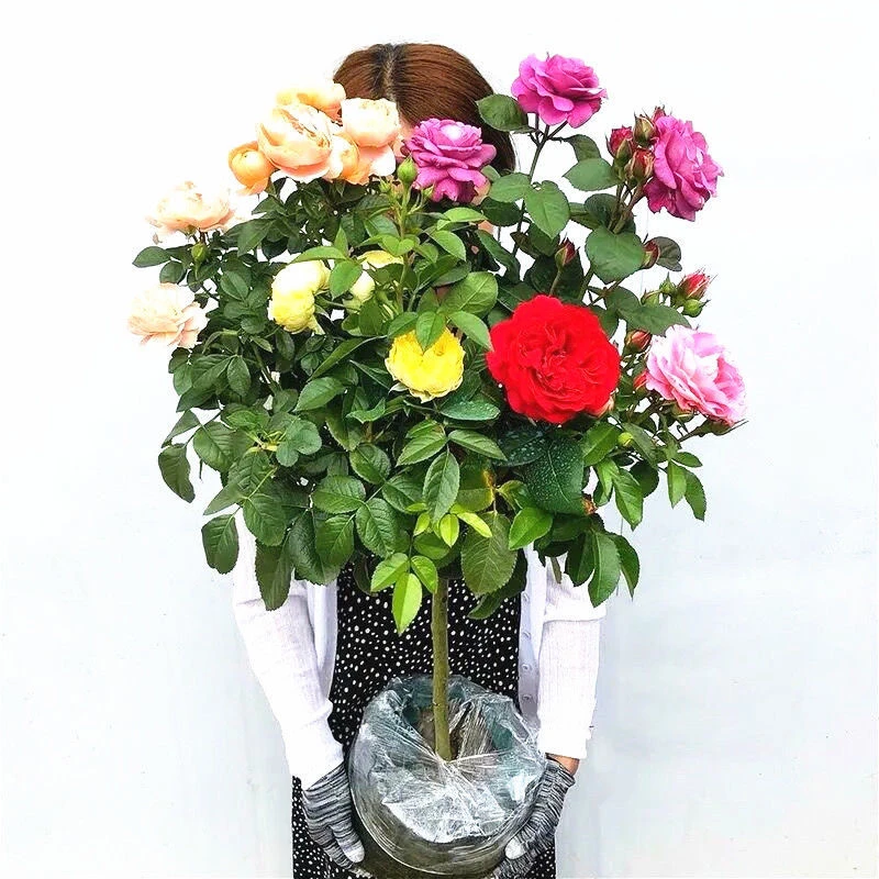 顺丰包邮！！棒棒糖树桩月季玫瑰四季开花阳台庭院楼顶盆栽地栽