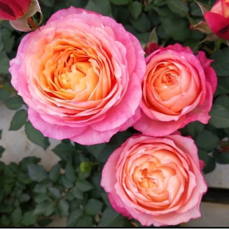 顺丰包邮！大花美人棒棒糖树桩月季玫瑰四季开花大花浓香盆栽地栽