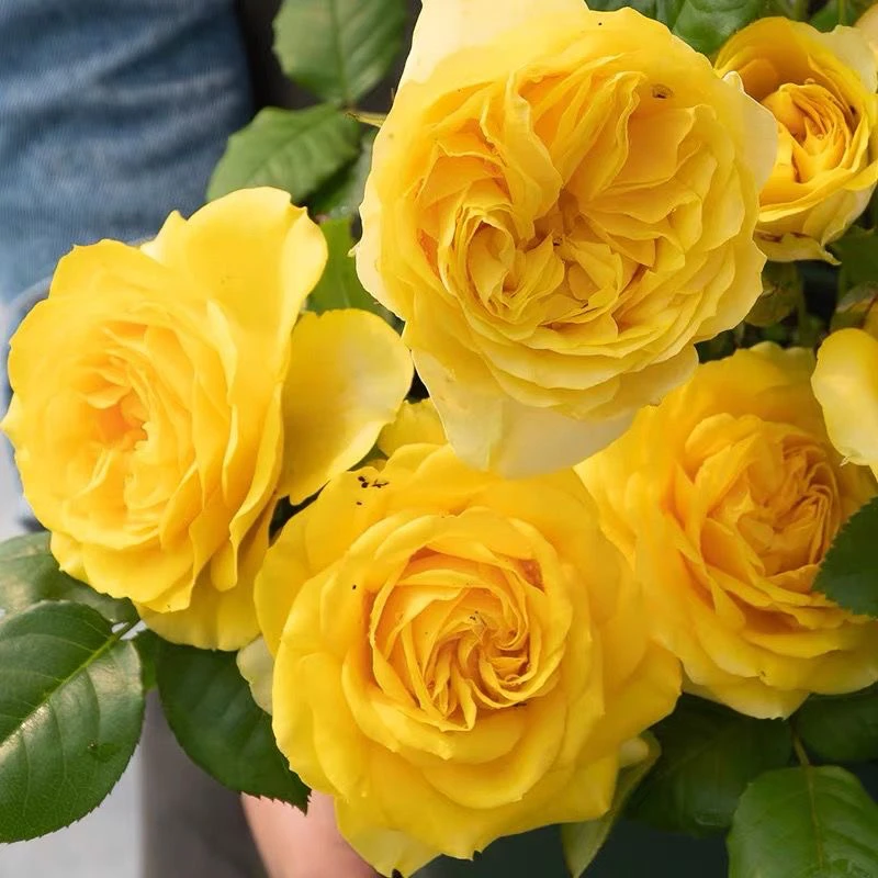 顺丰包邮！！阳光海滩棒棒糖树桩月季玫瑰四季开花大花浓香阳台庭院