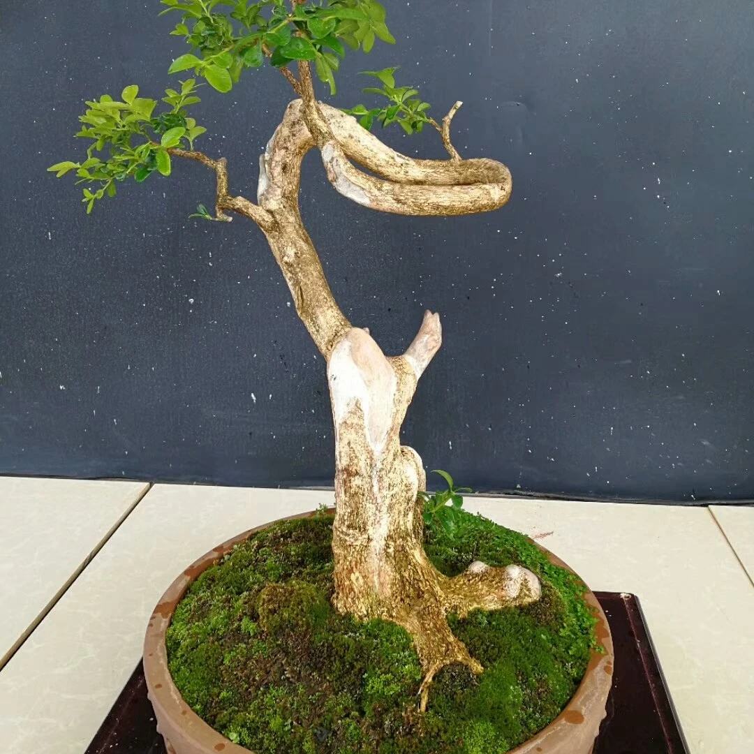 大型白皮瓜子黄杨盆景绿植园艺盆栽素材盆景植物茶室室内老桩盆景