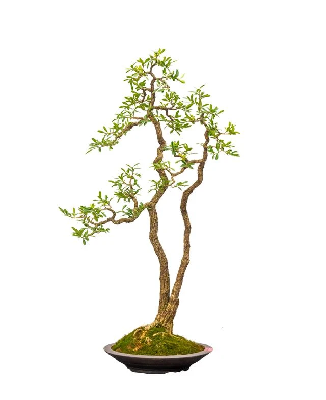 湖北恩施白皮瓜子黄杨盆景素材，花卉，绿植盆景，园艺产品，种植方法