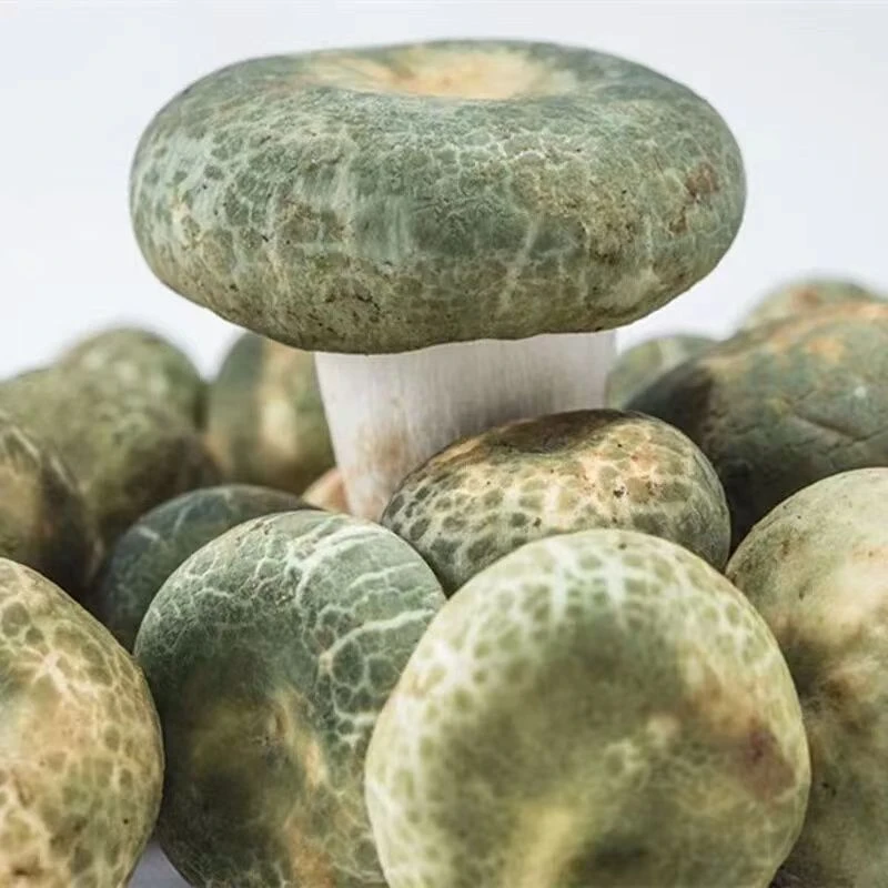 5种云南纯野生菌精品 含松茸 组合套餐500g/1000g【煲汤菌组合】