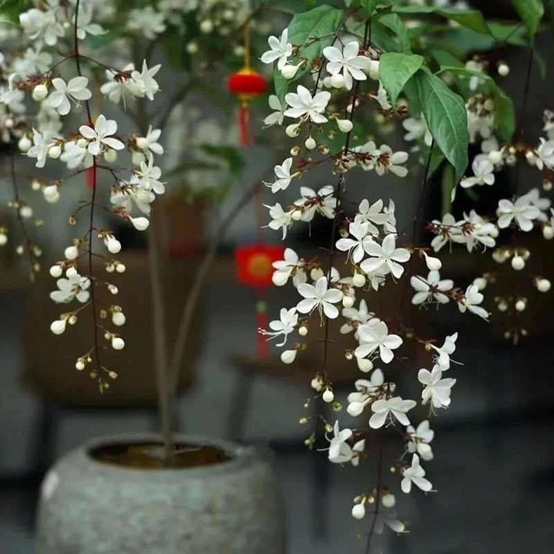 泰国垂丝茉莉一物一拍