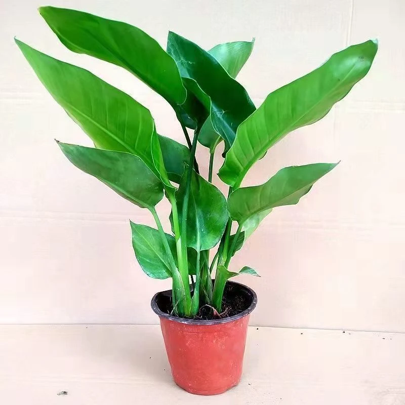 天堂鸟盆栽室内耐寒植物大型客厅落地喜阴新奇观叶四季常青包邮花