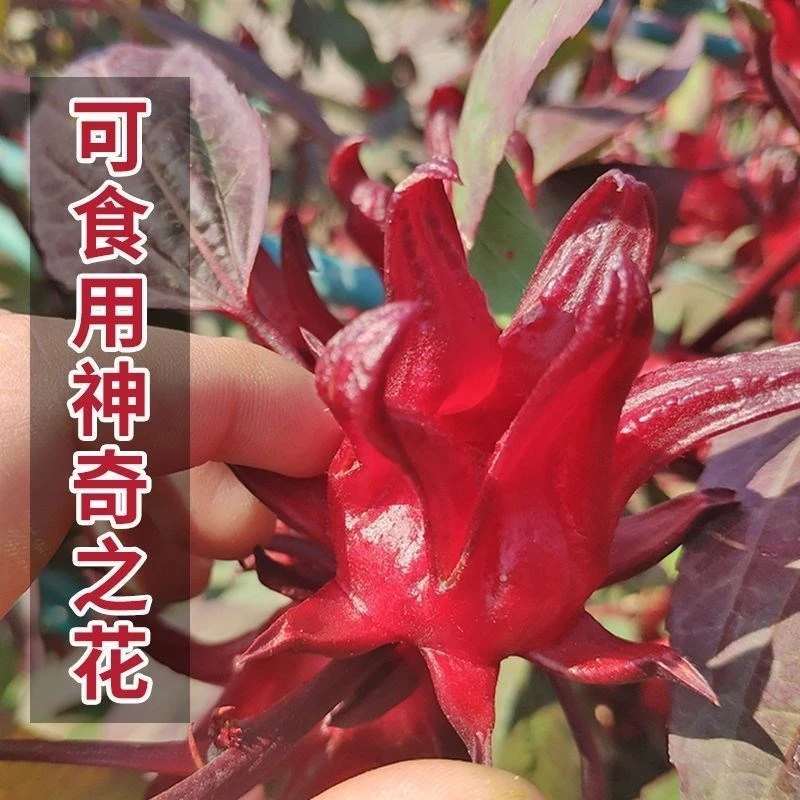 洛神花种洛神花茶花苗树苗花干观赏食用能泡茶喝花卉种子很好种的