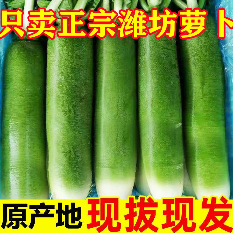水果萝卜甜脆水果型潍坊萝卜绿皮绿心正宗潍县冰淇淋萝卜青绿萝卜