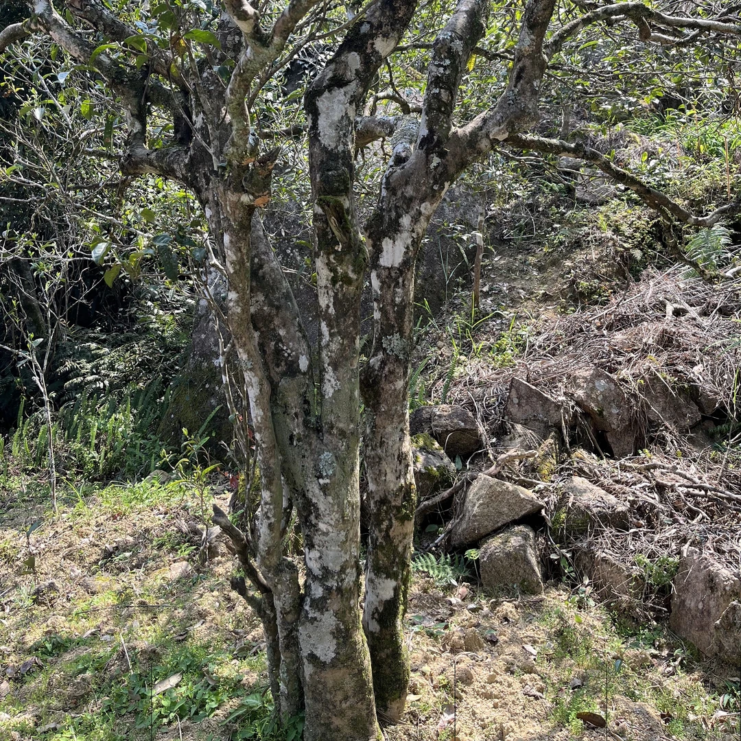 新品-乌岽杏花香 2罐50克