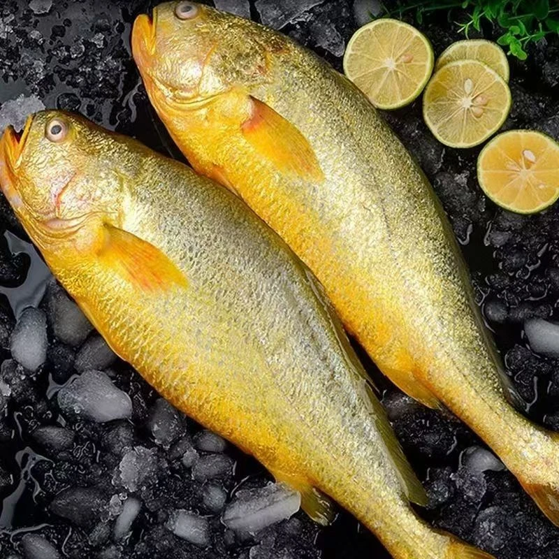 新鲜大黄花鱼 整条1.8-2斤/条 鲜活速冻 发2条 鲜嫩可口