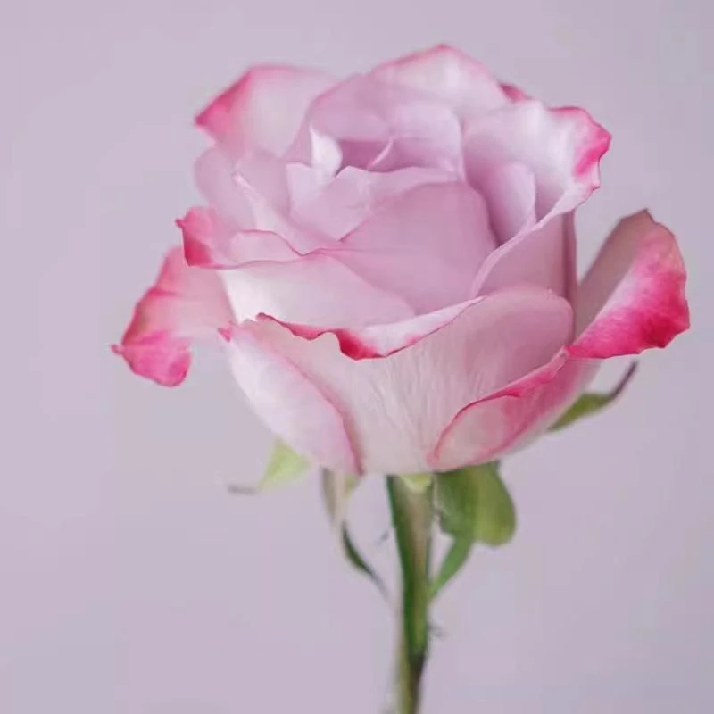 气场超新品月季大切花玫瑰浓香复灰紫调色花苗阳台庭院勤花新款炫