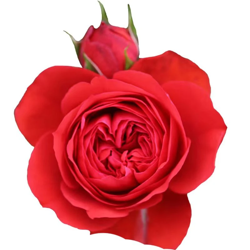 红苹果中国红月季 灌木庭院阳台盆栽地栽多季开花红色大花