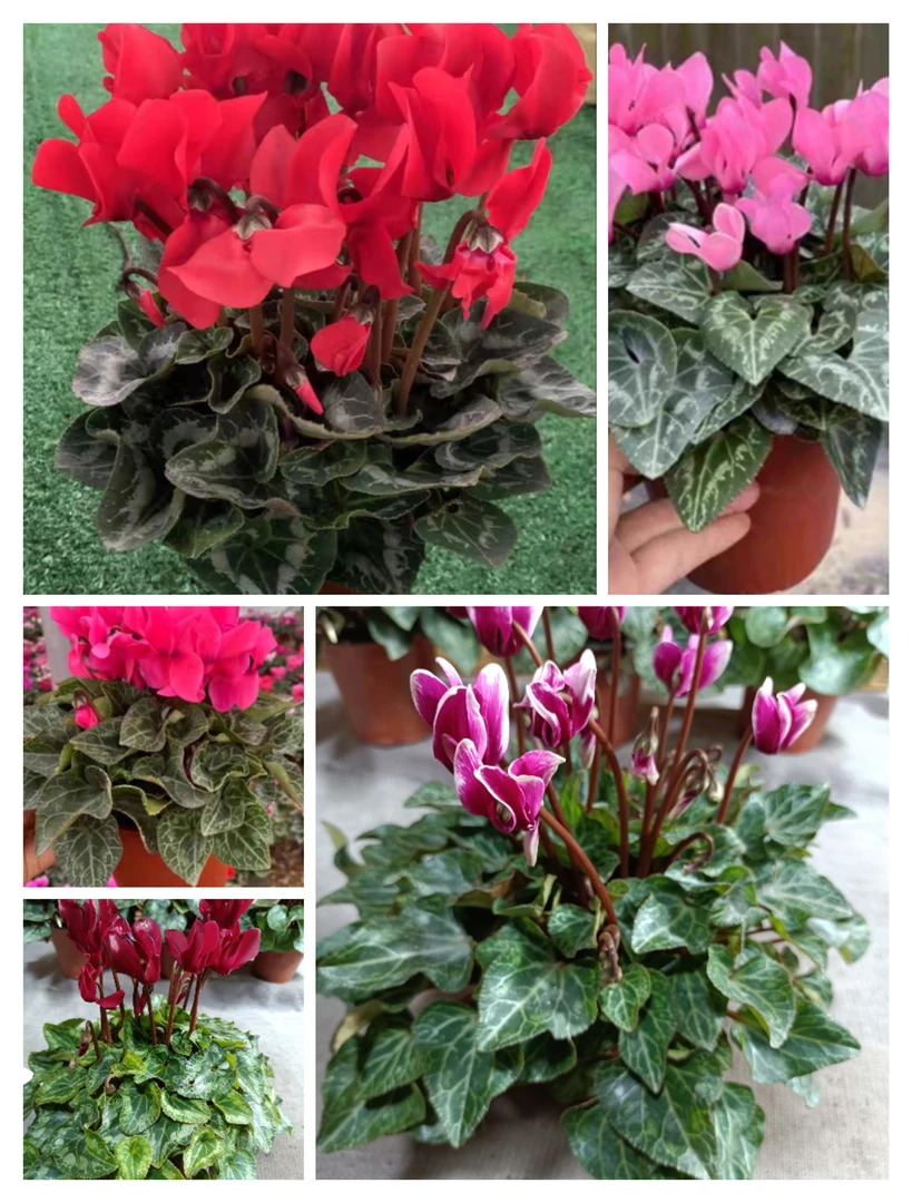 新品仙客来盆栽四季开花带花发货阳台室内皮实好养