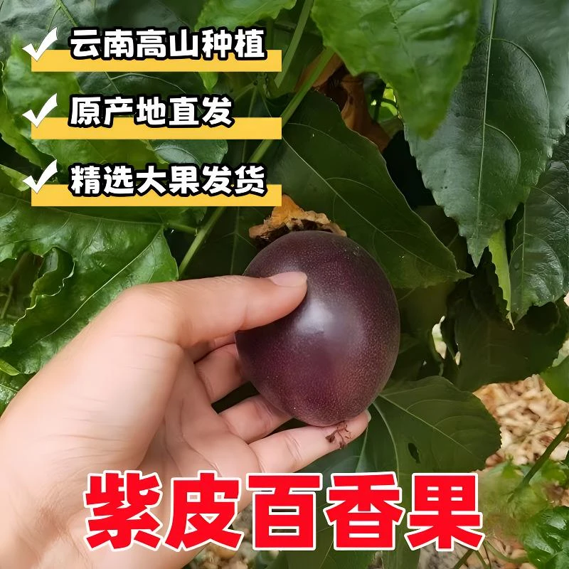 【精选】高山百香果新鲜现摘酸甜百香果孕妇水果多汁紫皮百香果好吃
