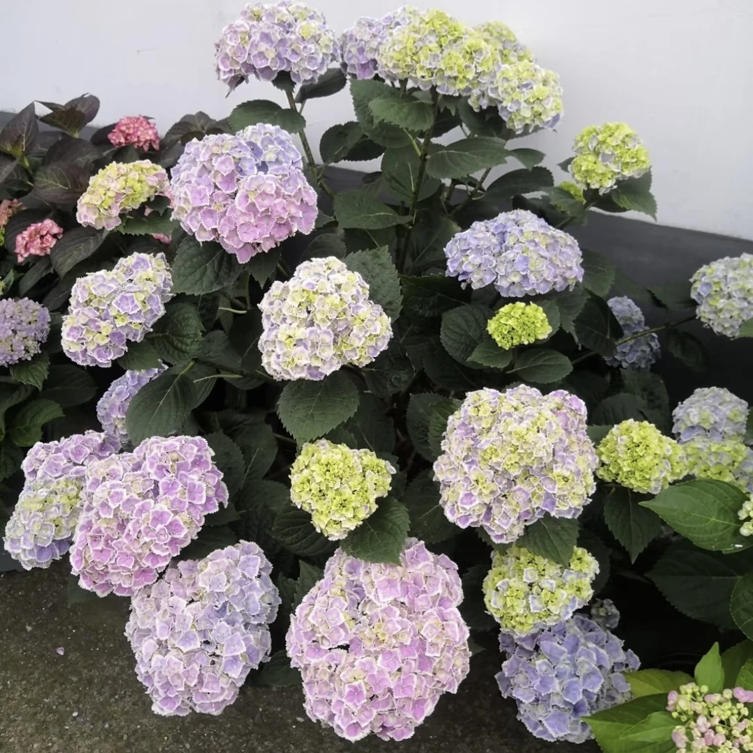 绣球花蒙娜丽莎 庭院盆栽花卉阳台新手易养护喜水植物