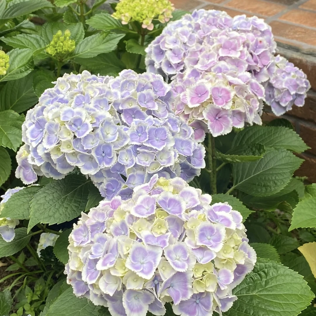 绣球蒙娜丽莎T 180盆庭院盆栽阳台新手易养护喜水植物