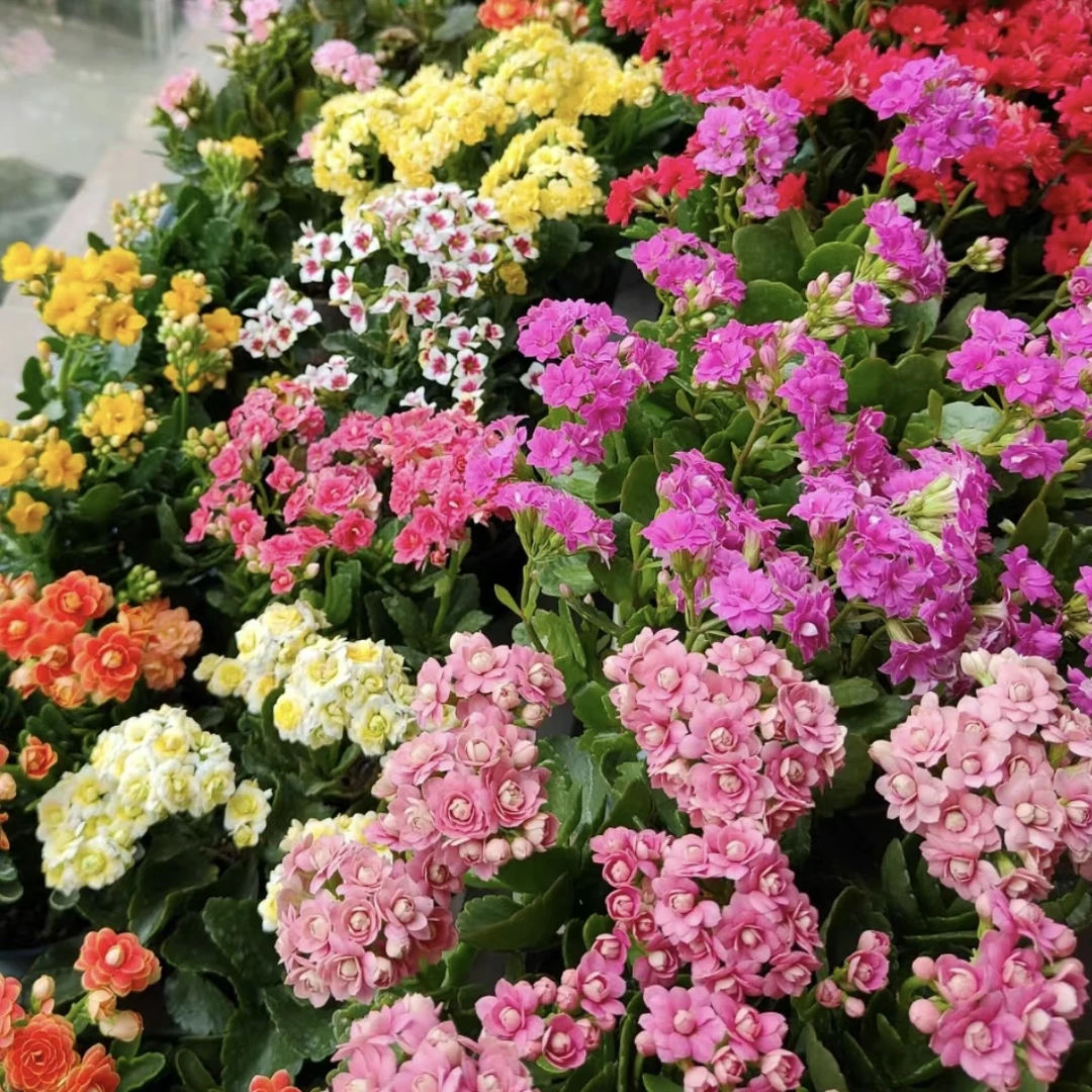 【两盆】长寿 颜色不选盆栽花卉庭院阳台易养护