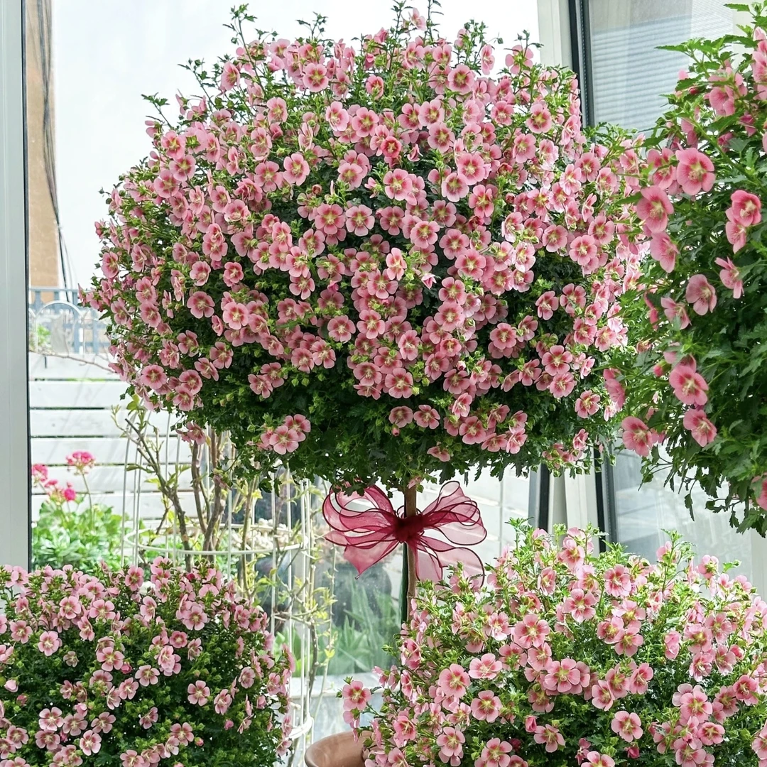 小木槿棒棒糖 盆栽庭院阳台爆花强花卉新手易养护生花苞发货