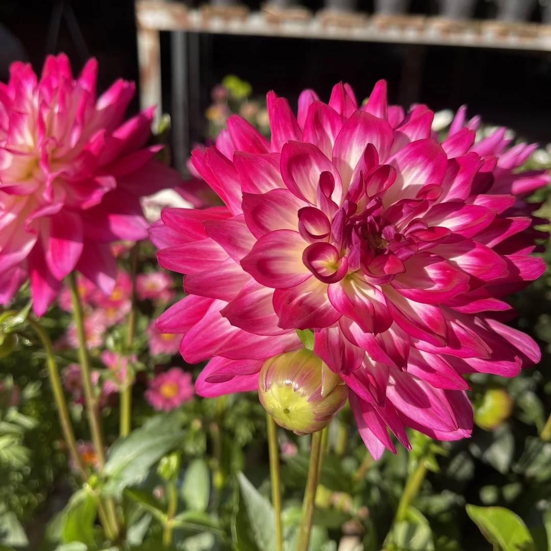 大丽花荷花仙子盆栽花卉大花型四季开花阳台庭院观花植物