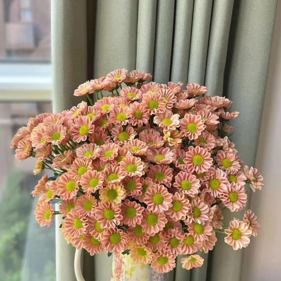 玲珑小菊盆栽 颜值高花期长多年生耐晒庭院阳台新手易养护爆花强