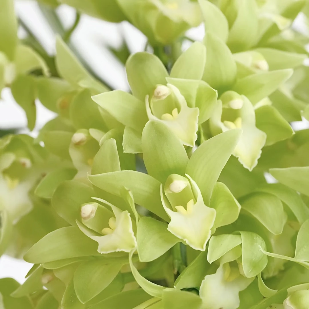 绿苹果 大花蕙兰年宵花盆栽花卉多年生室内阳台易养护