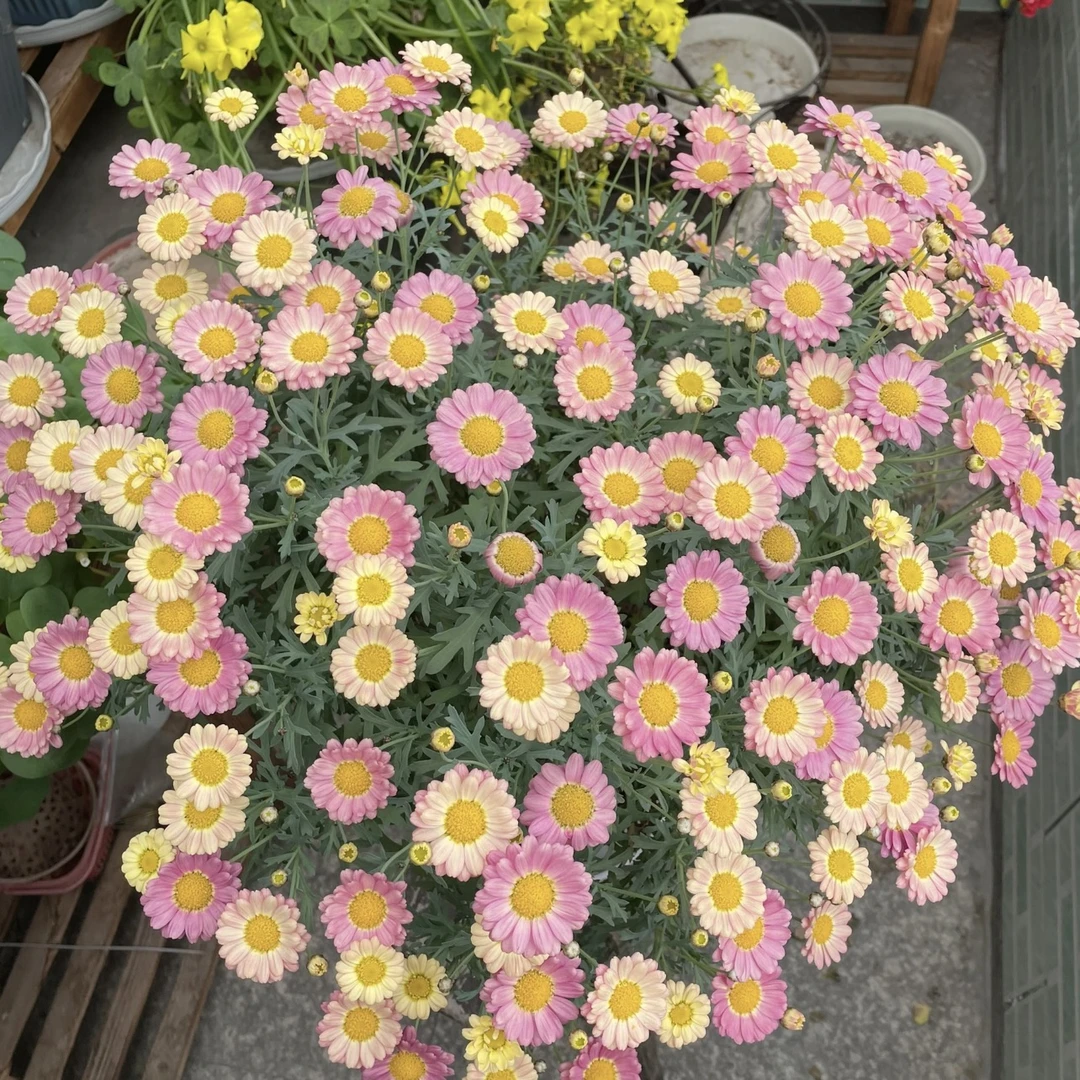 玛格丽特【蜜糖】菊花盆栽多年生易爆花发货快新手易养护喜阳植物