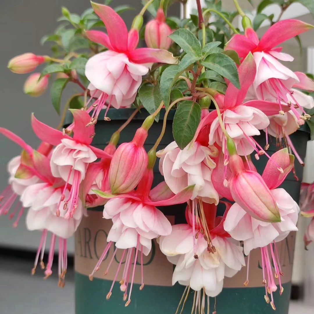 粉色倒挂金钟盆栽庭院阳台爆花强花卉新手易养护生花苞发货
