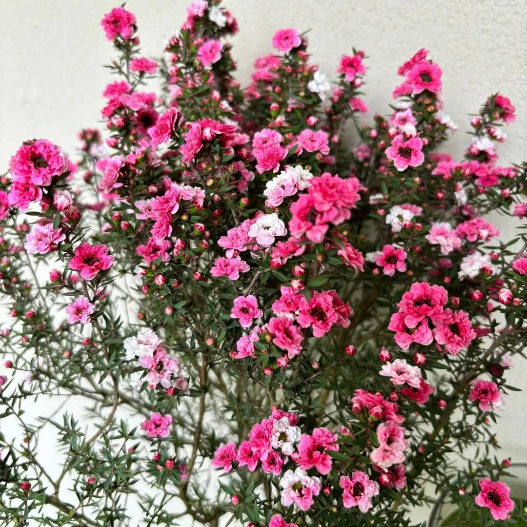 松雪梅丛生 多年生多季开花盆栽新手易养护