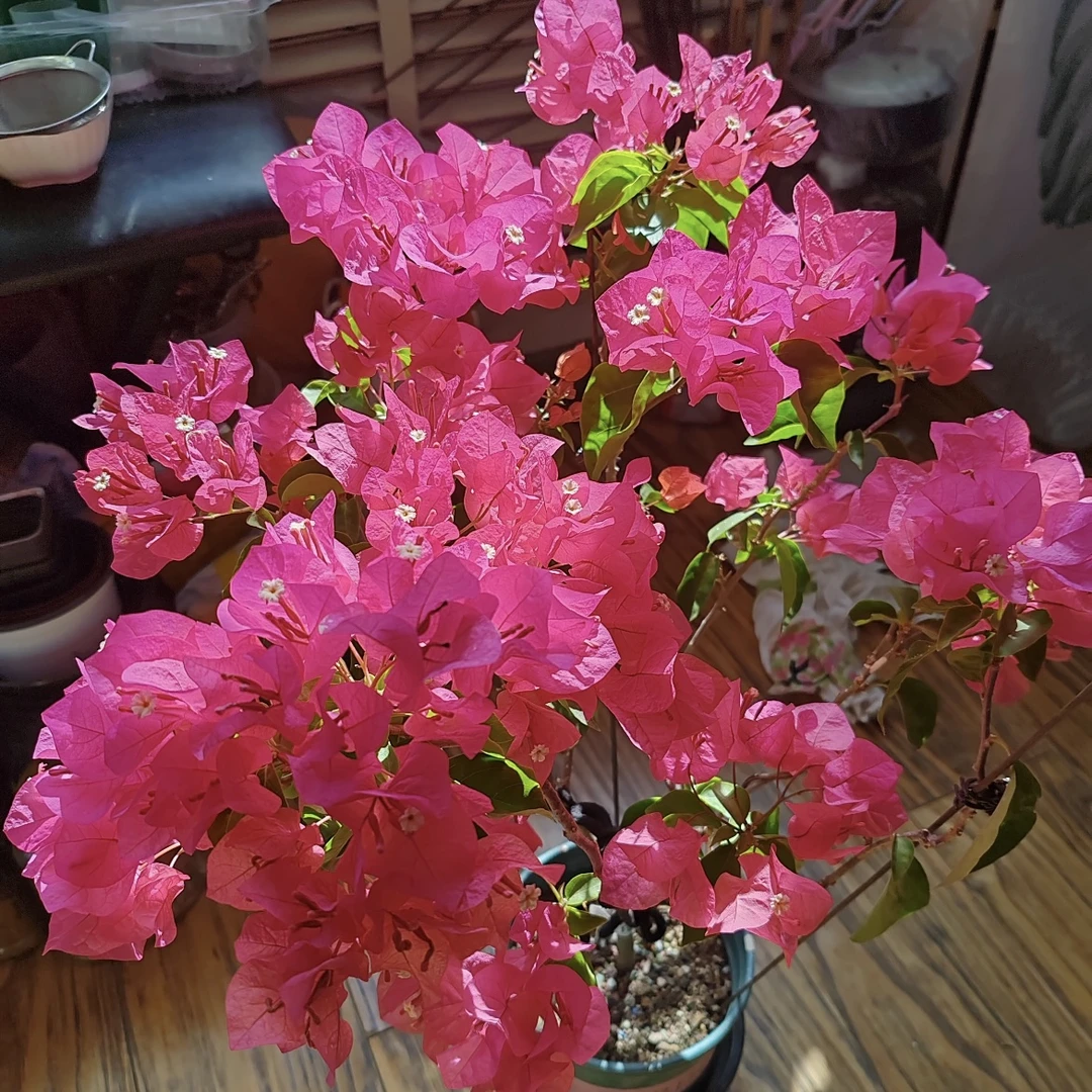 【同安红】三角梅棒棒糖  丛生盆栽庭院阳台爆花强花卉新手易养护