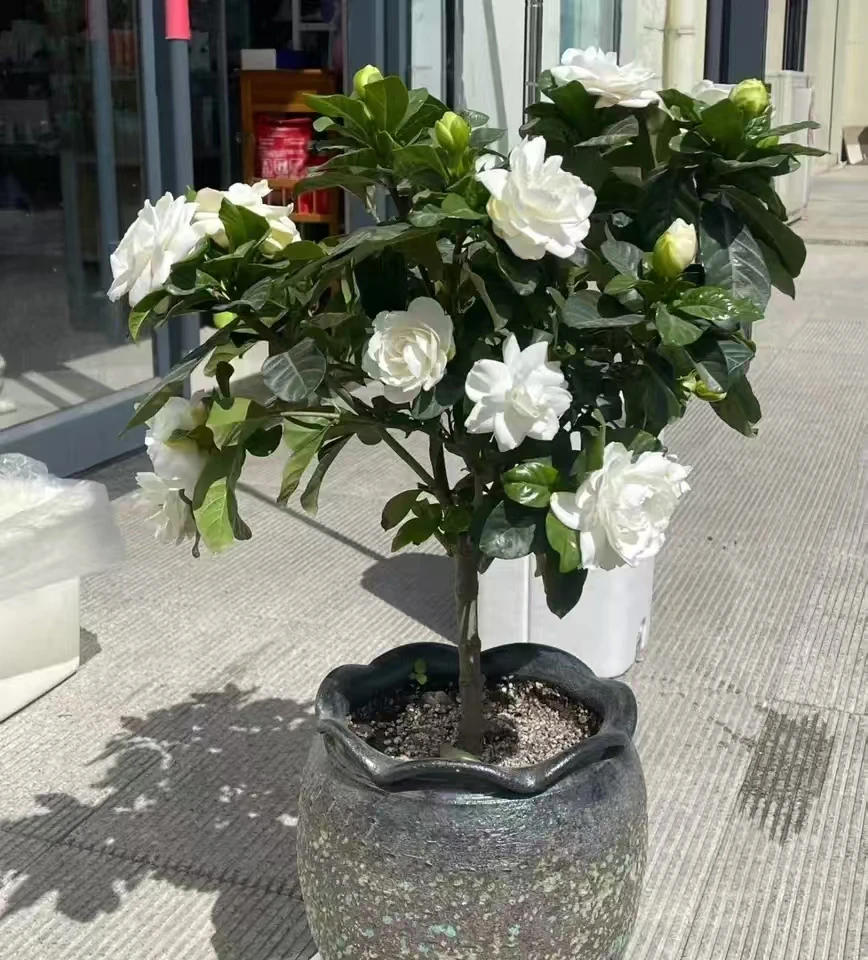 栀子花棒棒糖盆栽种植花园庭院阳台室外新手易养护观赏植物