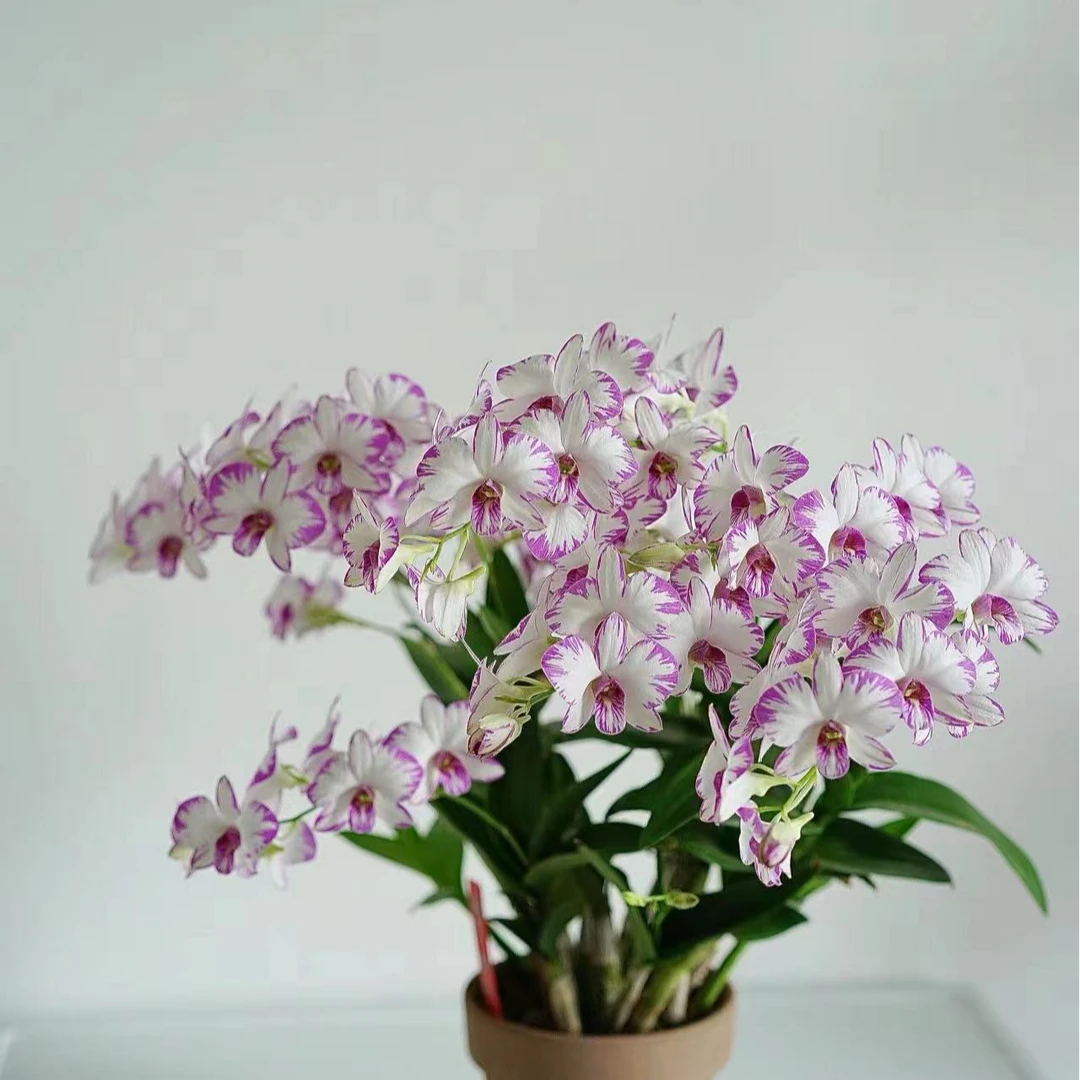 秋石斛兰【泼墨】盆栽花卉花期长易爆花发货室内阳台美观易养护