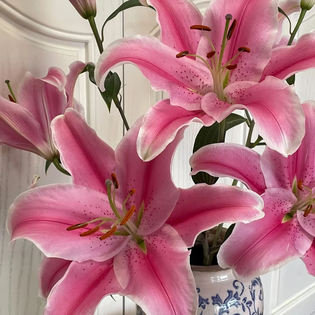 粉色浪漫 香水百合盆栽带花苞发货室内室外观花植物养护开养美观