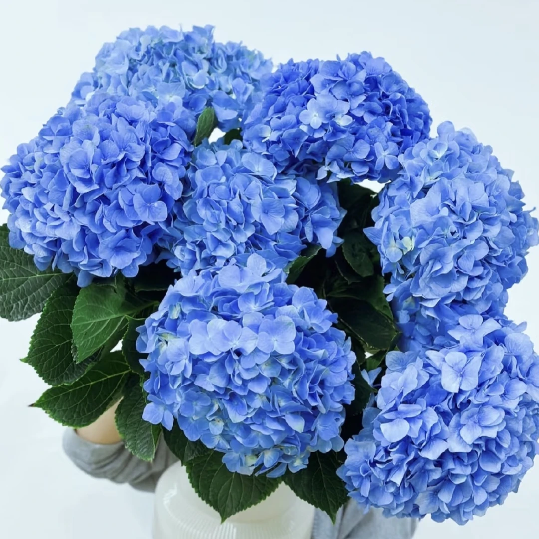 大海兰绣球花盆栽庭院阳台新手易养护喜水植物