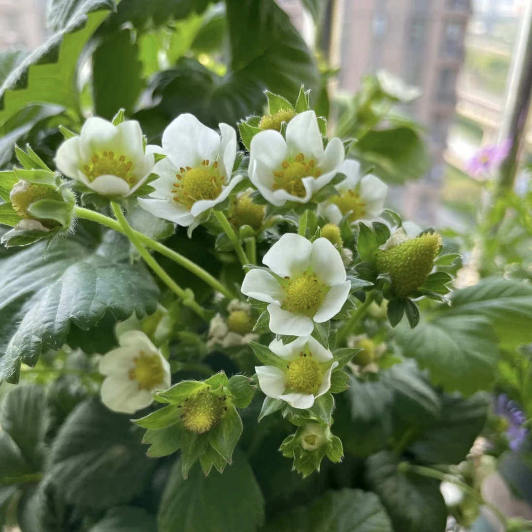 草莓水果【白】果苗盆栽庭院阳台食用结果室外植物盆栽苗