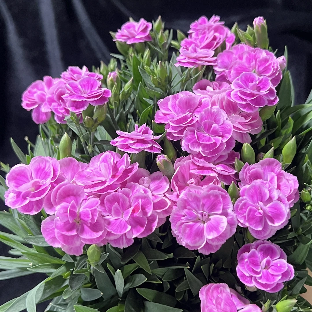 甜心宝贝 康乃馨盆栽花卉阳台新手易养护带花苞发货