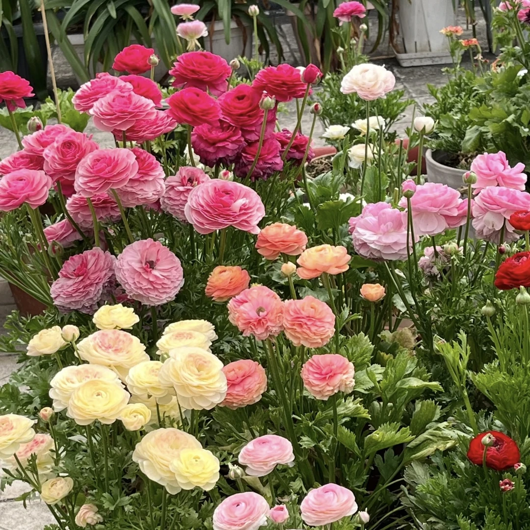 洋牡丹【颜色不选】盆栽庭院阳台爆花强花卉新手易养护