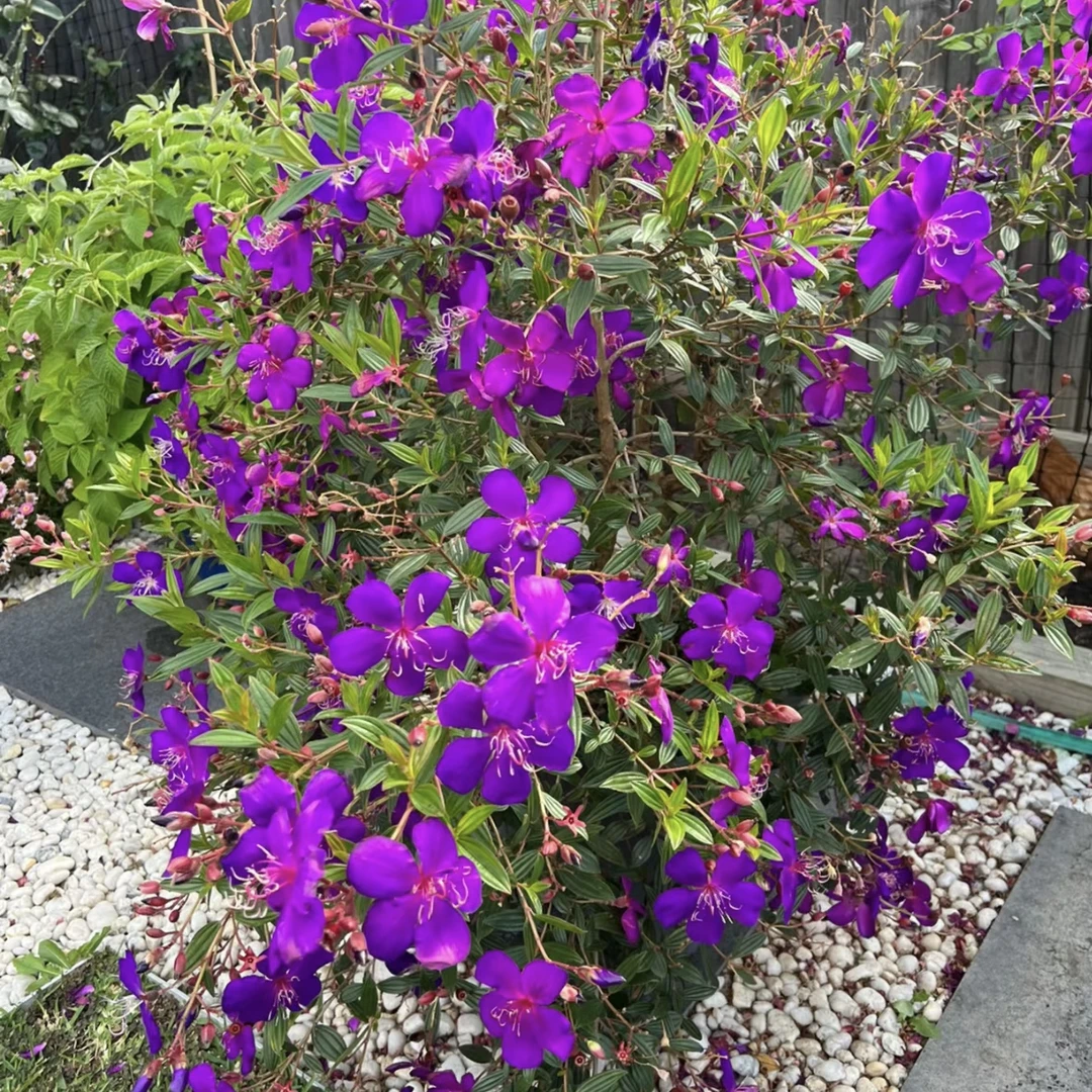 紫牡丹丛生1.5加仑盆栽生长快多年生庭院阳台新手易养护爆花强