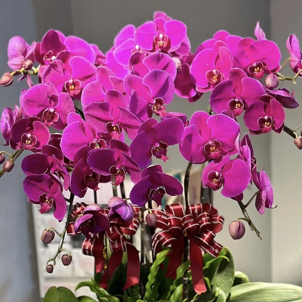 大辣椒 蝴蝶兰年宵花盆栽花卉多年生室内阳台易养护爆花强