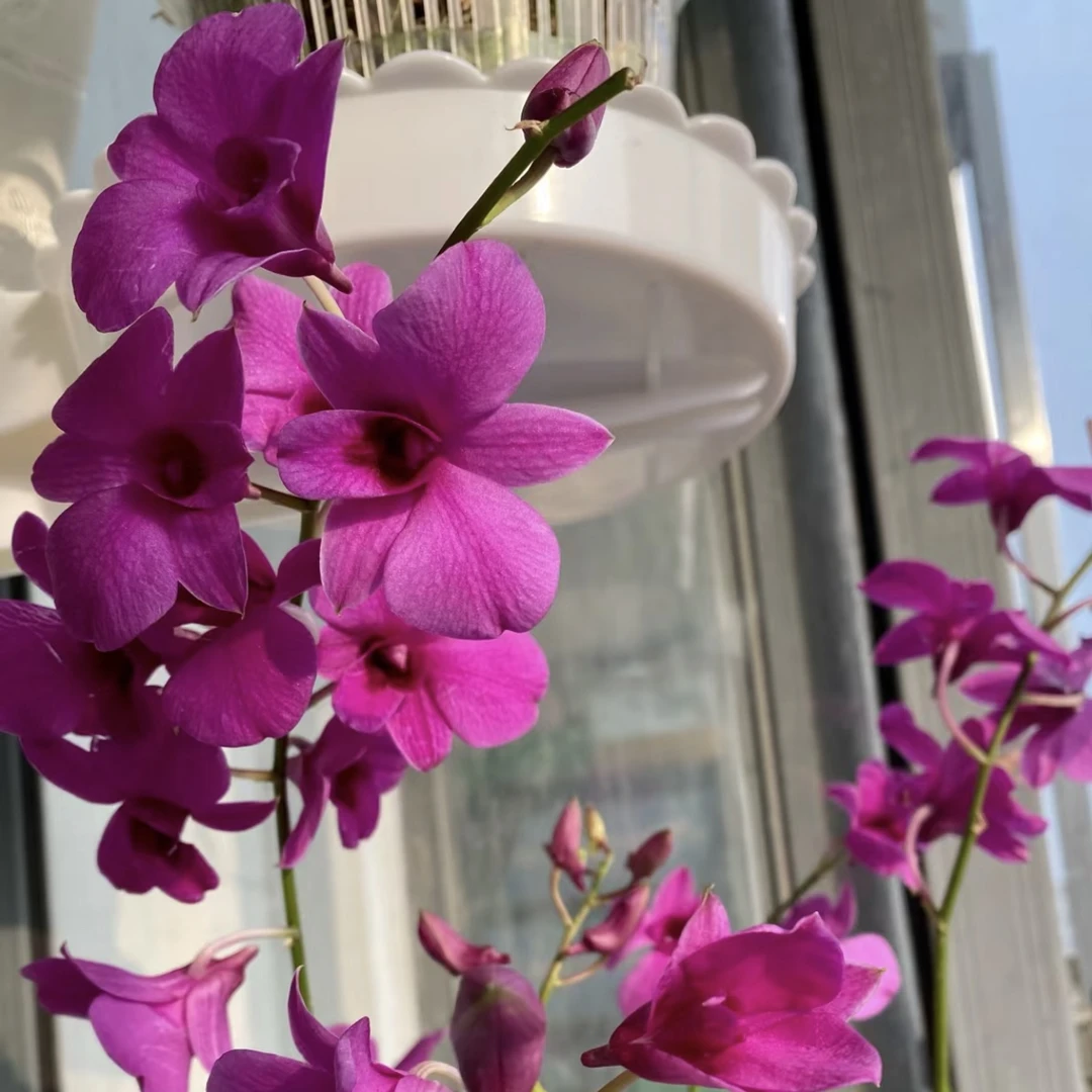 秋石斛兰【迦南红】盆栽花卉花期长易爆花发货室内阳台美观易养护