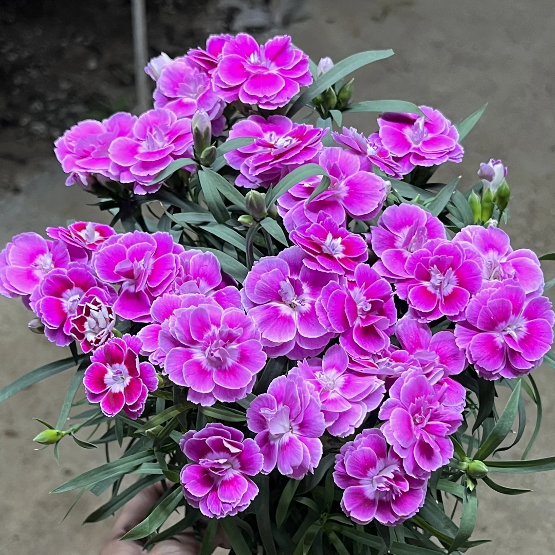女主角康乃馨盆栽花卉阳台新手易养护带花苞发货