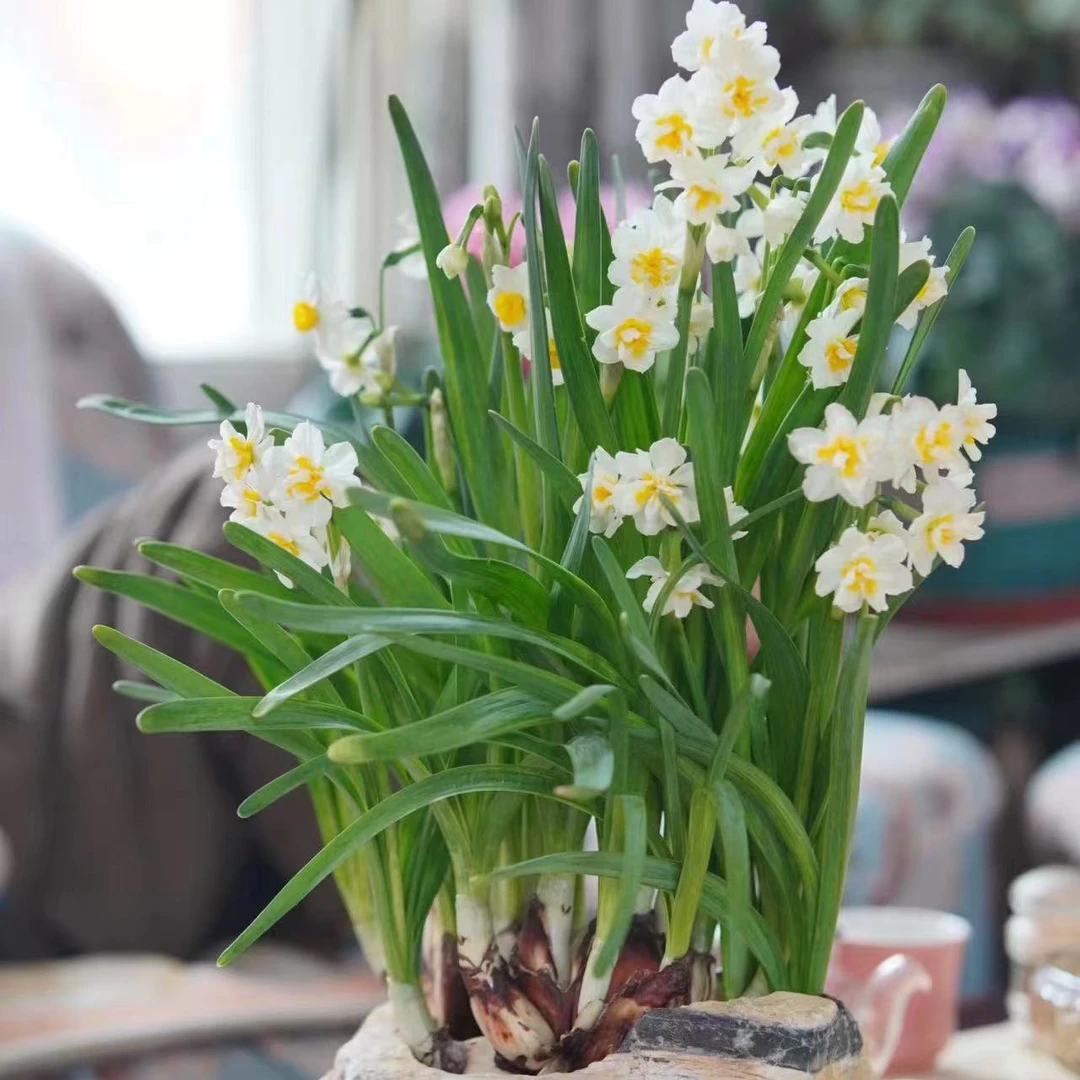 水仙花种球【土培】迷你优选观赏耐寒易种植花卉开花高品质种球