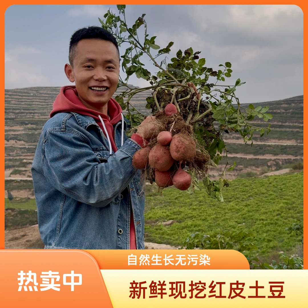 甘肃定西老品种农家自种优质红皮土豆
