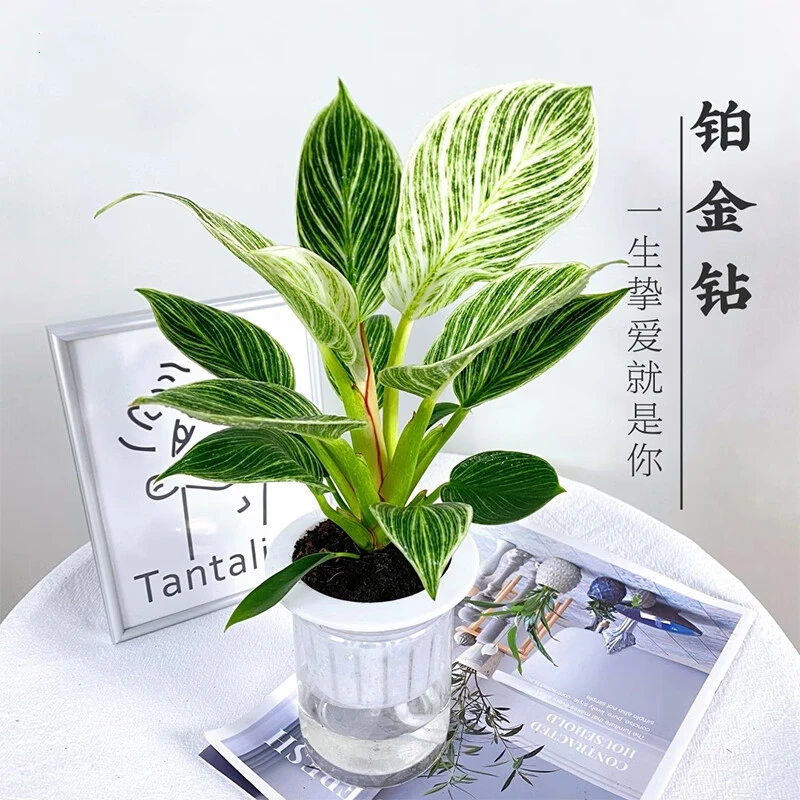 铂金钻蔓绿绒水培植物四季常青有水就活非常好养高端大气