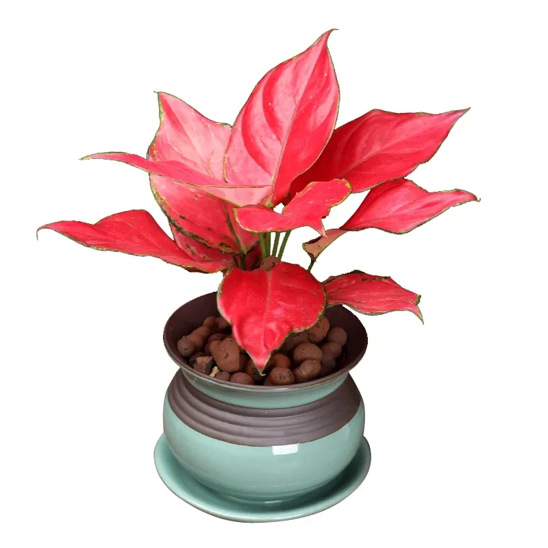 吉利红四季常青大吉大利室内绿植高端大气净化空气喜庆吉祥